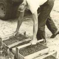 Fred Haines with Boxes of Blueberries