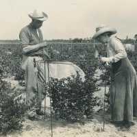 Elizabeth White and Dr. Coville Protecting a Blueberry Bush