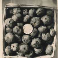 Blueberries Big As A Buffalo Nickel