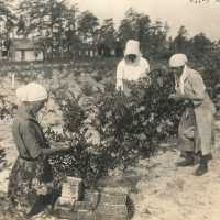 Four Female Blueberry Pickers in the Field