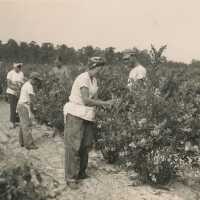 Five Pickers in Blueberry Field