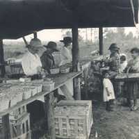 Women and Children Packing Blueberries