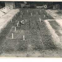 Elizabeth White Among Blueberry Test Plants