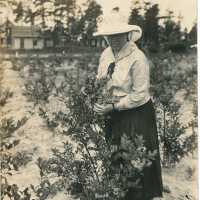 Elizabeth White Examining a Blueberry Bush