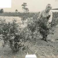 Elizabeth White Evaluating a Blueberry Bush