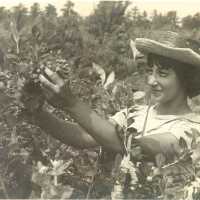 Young Girl Hand Picking Blueberries