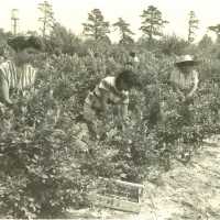 Four Women Picking Blueberries