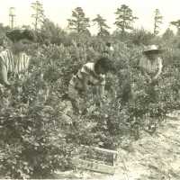 Four Women Picking Blueberries
