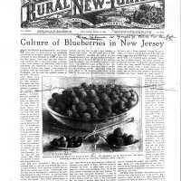 Culture Of Blueberries In New Jersey