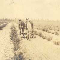 Maintaining Blueberry Field