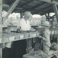 Woman and Boy In Packing Shed