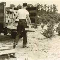 Moving Carrier Boxes of Blueberries to the Truck