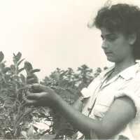 Woman Hand Picking Blueberries