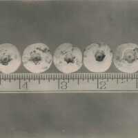 Seven Blueberries and Ruler