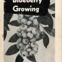 Blueberry Growing