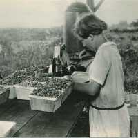 Woman Packing Blueberries