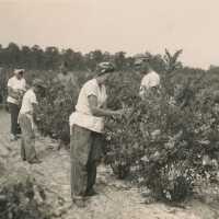          Picking Blueberries in July 1947
   