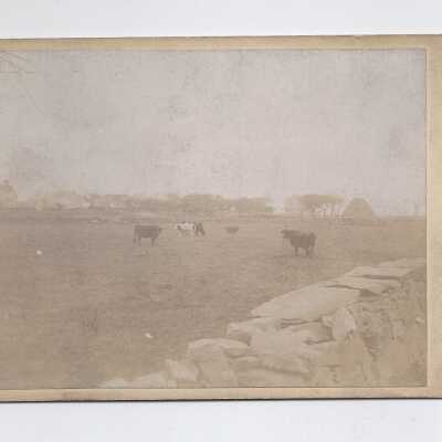 Cows in a field.