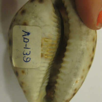 Seashell with engraving of the days McKinley was shot and died.