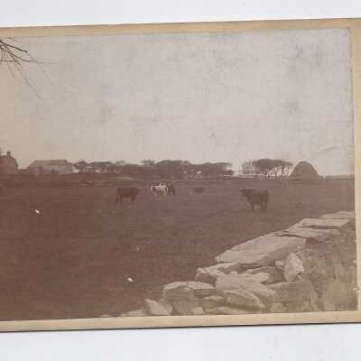 Cows in a field by a stone wall.