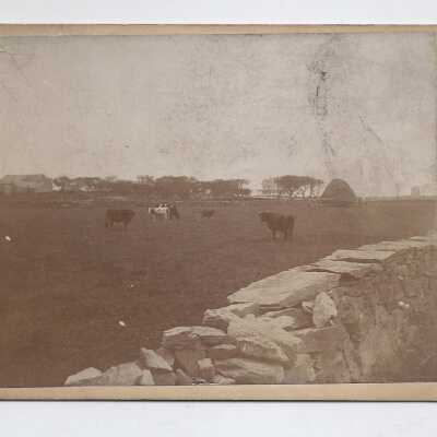 Cows near a low stone wall.