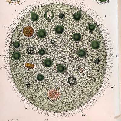 BOOK - Microscope and its Revelations