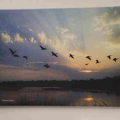 Geese over Pond