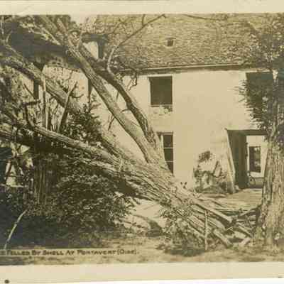 Tree Felled By Shell At Pontavert (Oise).