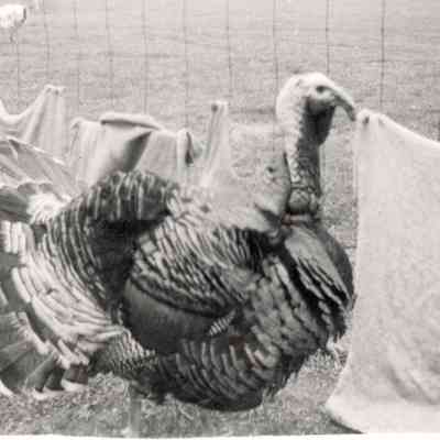 Photograph, Black-and-White