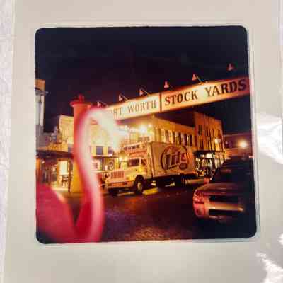 Flamingo at the Stockyard