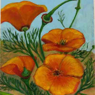 California Poppies
