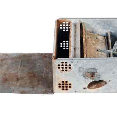 Mouse Trap