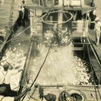 Menhaden fishing vessel
