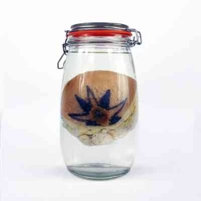 A mason jar which is full of clear liquid with one chest tissue suspended inside. The chest tissue shows a nipple which has a tattoo around it of a star/flower shape.