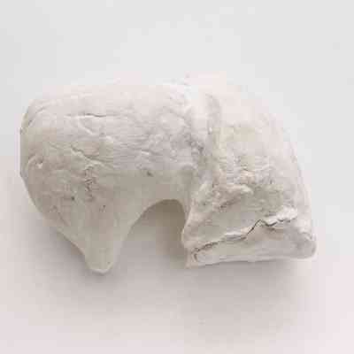 Plaster cast in one piece; white C shape with round protrusion on one side, one end curves to a point with smooth end, rough surface & edges to opposite end.