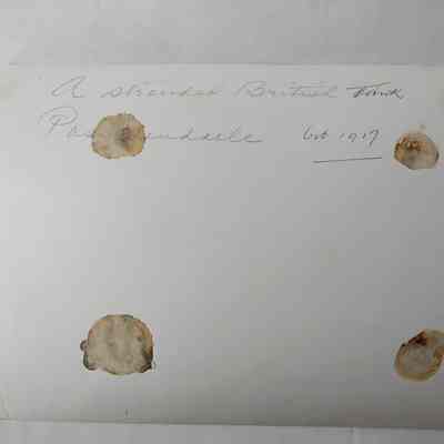 Back of G: 10.2 g
Width - 25.5
Hight - 20.2