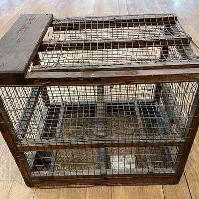 Call Bird Trap
