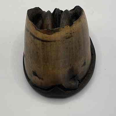 Hoof with attached horseshoe