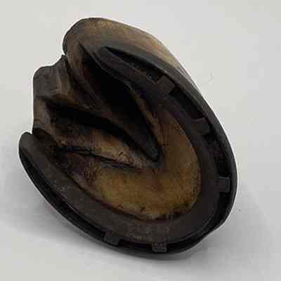 Underside of hoof, showing horseshoe