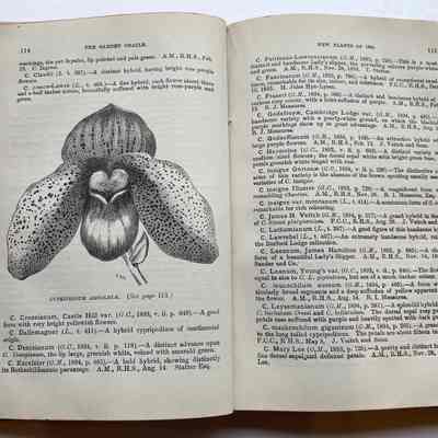 An example Page: A member of the Lady slipper Orchid