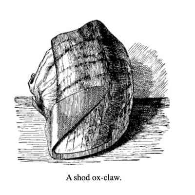 Illustration of an ox shoe showing how the iron is wrapped around the 'claw'.From Lungwitz, A. 'A Textbook of Horseshoeing'