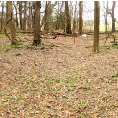 Enslave Cemetery: The Beaver Dam Enslaved Cemetery is located at 19600 Concord Road in Davidson, North Carolina. 

The former homes of the enslaved are believed to be located in a dense bamboo grove northeast of the plantation house. Large, nonlocal, roughly cut boulders, likely used as cornerstones, are arranged in a linear pattern that matches the layout of structures shown on an 1865 map. These houses likely belonged to those who worked in and around the main house. A second cluster of homes, shown on a 1925 map, likely housed field laborers.

The cemetery is believed to be situated in a nearby deciduous forest, south of the plantation house. Its location is supported by three primary features: a circular clearing approximately 15 meters in diameter, three clustered nonlocal cut stones that may mark graves, and a dense groundcover of periwinkle. The site rests on flat, well-drained land adjacent to natural slopes and drainage, consistent with patterns seen in other enslaved burial grounds.
