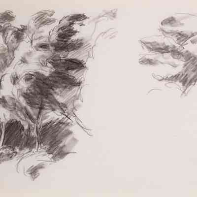 Untitled (Study of Group of Trees at Left, Single Tree Top at Right)