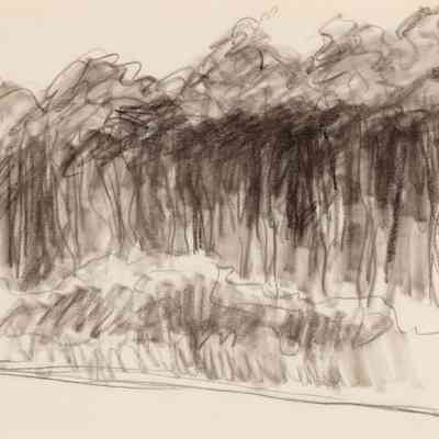 Untitled (Study of Dense Forest)