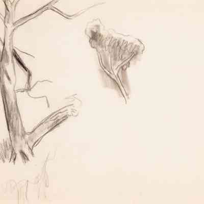 Untitled (Study of Bare Tree Trunk at Left, Tree With Foliage at Right)