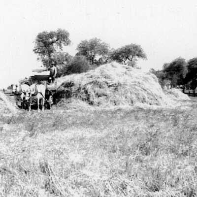 Tilly, Billy, and Henry Ellerhorst (Mary Butler): Tilly, Billy, and Henry Ellerhorst at work next piles of hay.