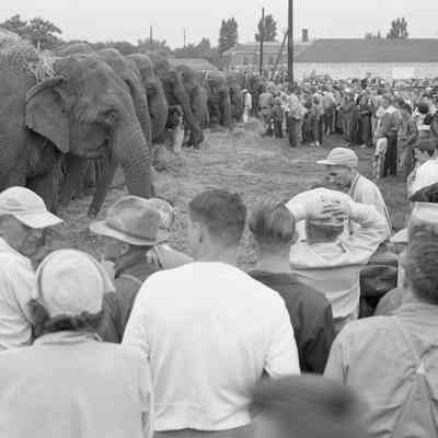 Ringling Bros. Circus