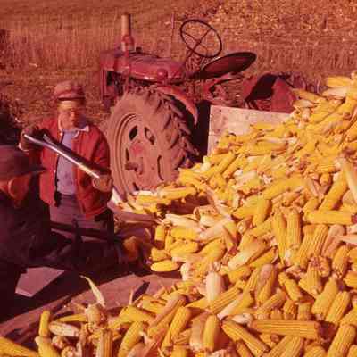 Corn Crop