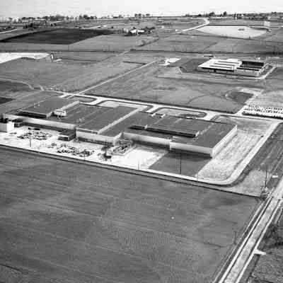 Mirro Plant #6
