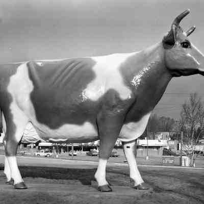 Lake to Lake Cow